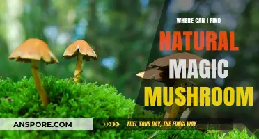 Discovering Natural Magic Mushrooms: Where to Find Them Safely