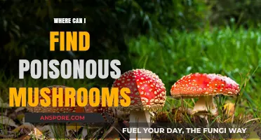 Identifying and Locating Toxic Mushrooms: A Guide to Poisonous Varieties