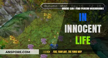 Discovering Porcini Mushrooms in Innocent Life: A Forager's Guide