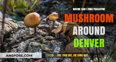 Exploring Denver's Natural Habitats for Psilocybe Mushrooms: A Guide