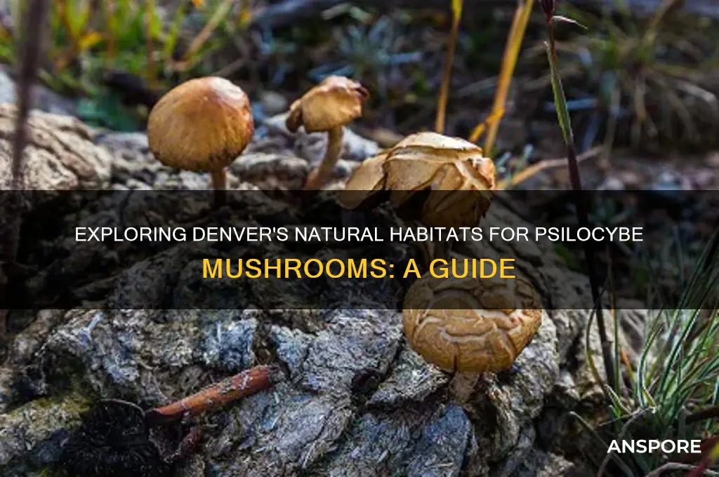 where can i find psilocybe mushrooms around denver