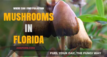 Exploring Florida's Natural Habitats for Psilocybin Mushrooms: A Guide