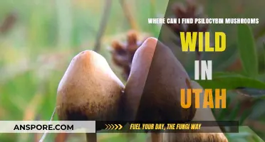 Exploring Utah's Wild Psilocybin Mushrooms: Where to Find Them Safely