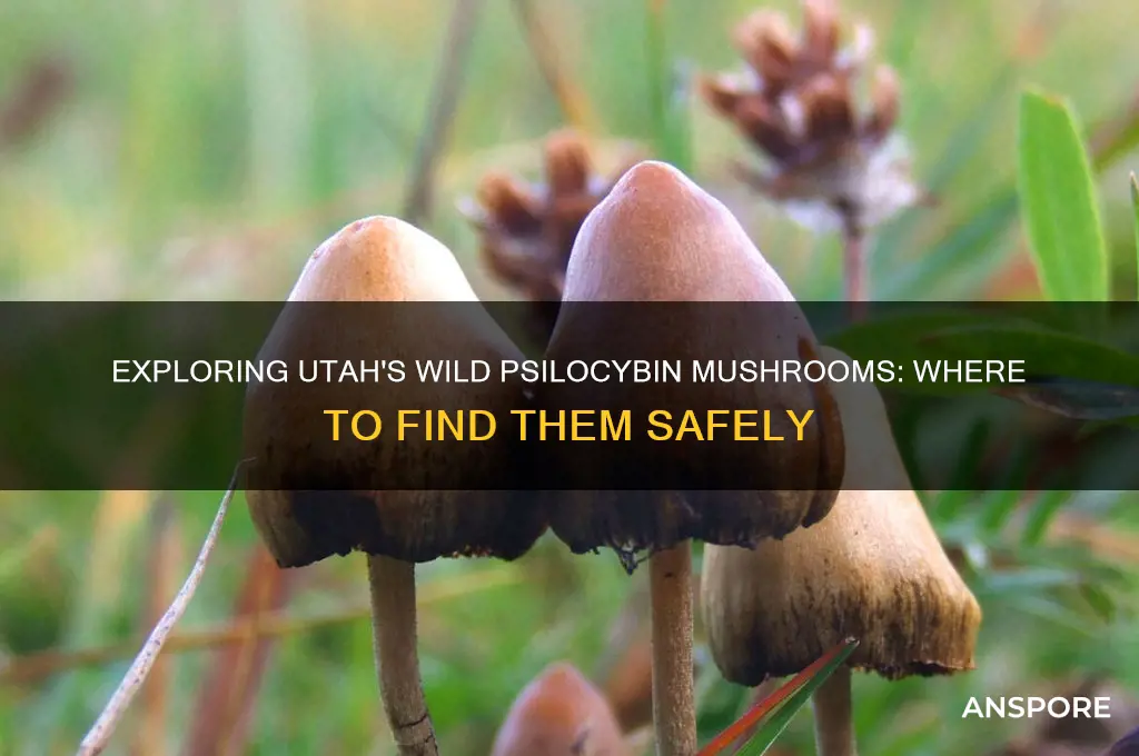 where can i find psilocybin mushrooms wild in utah