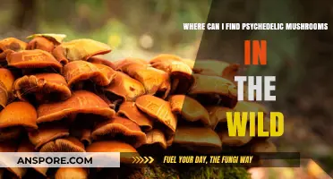 Exploring Nature's Hidden Gems: Locating Psychedelic Mushrooms in the Wild