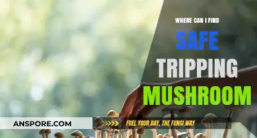 Discovering Safe Psychedelic Mushrooms: A Guide to Reliable Sources