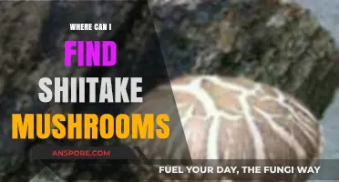 Discover Shiitake Mushrooms: Top Sources and Hunting Tips for Foragers