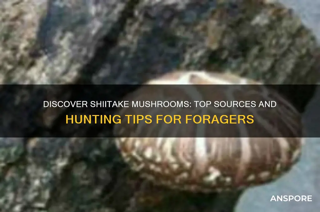 where can i find shiitake mushrooms