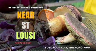 Discovering Wild Mushrooms Near St. Louis: Top Foraging Spots