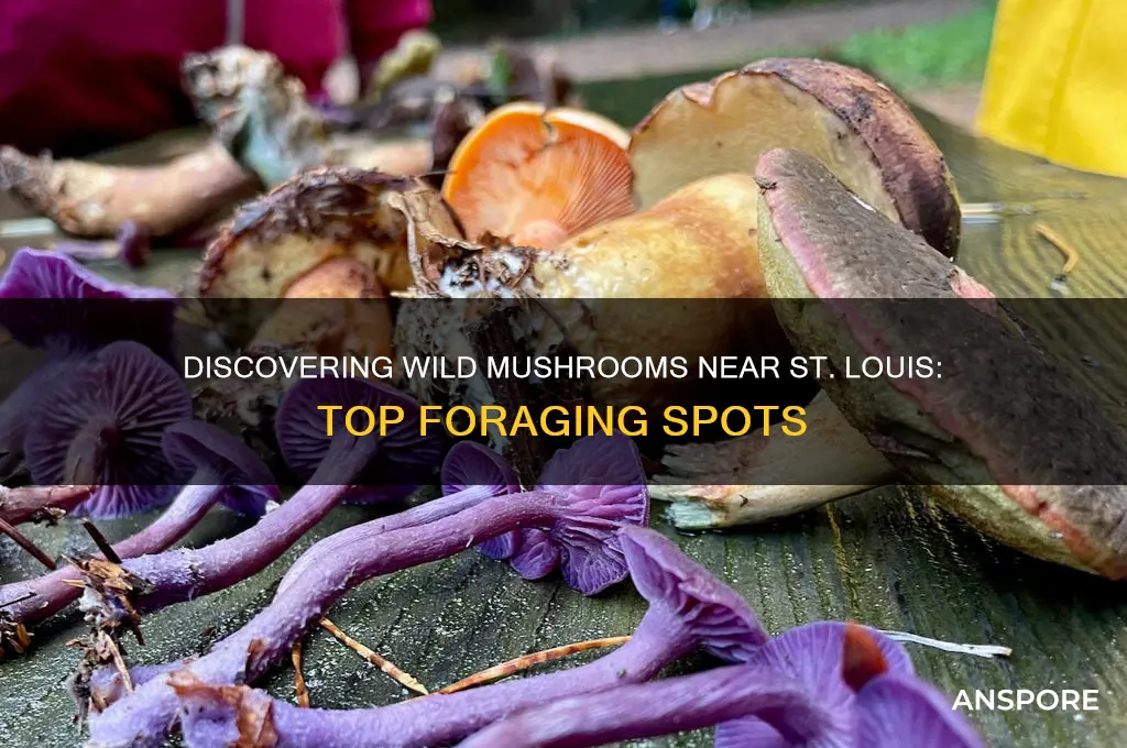 where can i find wild mushrooms near st lousi