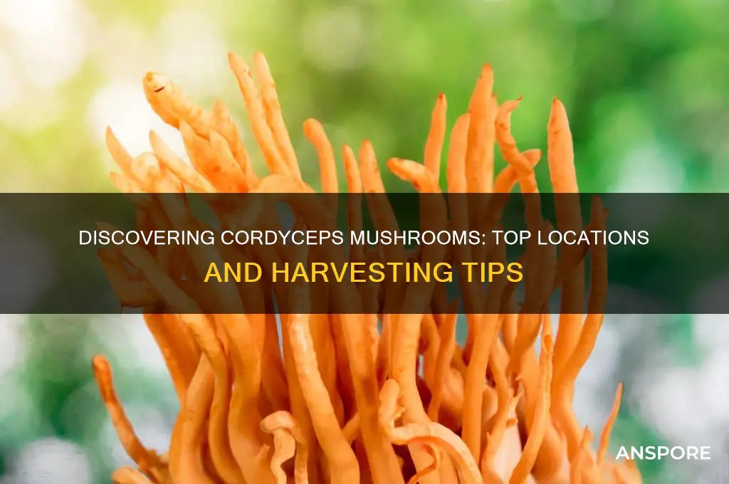 where can i findcordyceps mushrooms