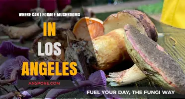 Discover LA's Hidden Mushroom Foraging Spots: A Beginner's Guide