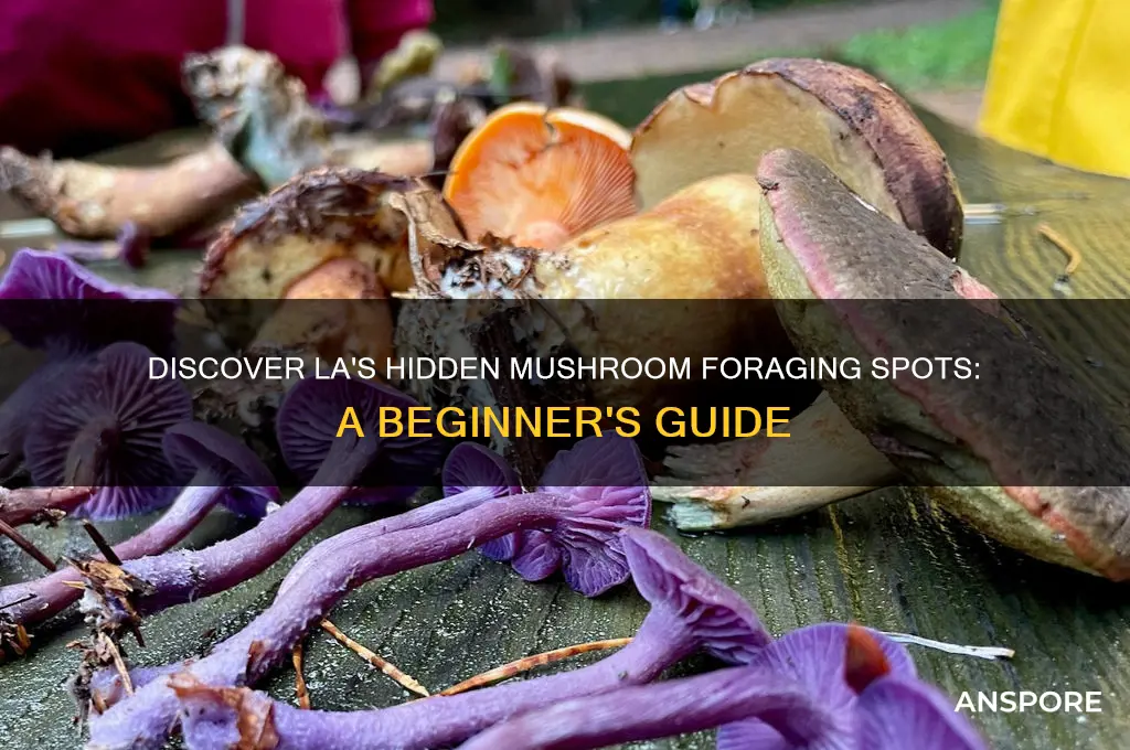 where can i forage mushrooms in los angeles