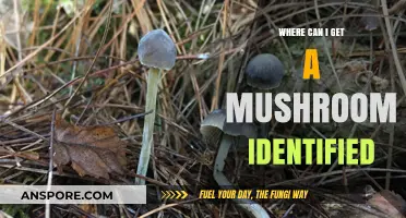 Where to Get Your Mushroom Identified: Expert Resources and Tips