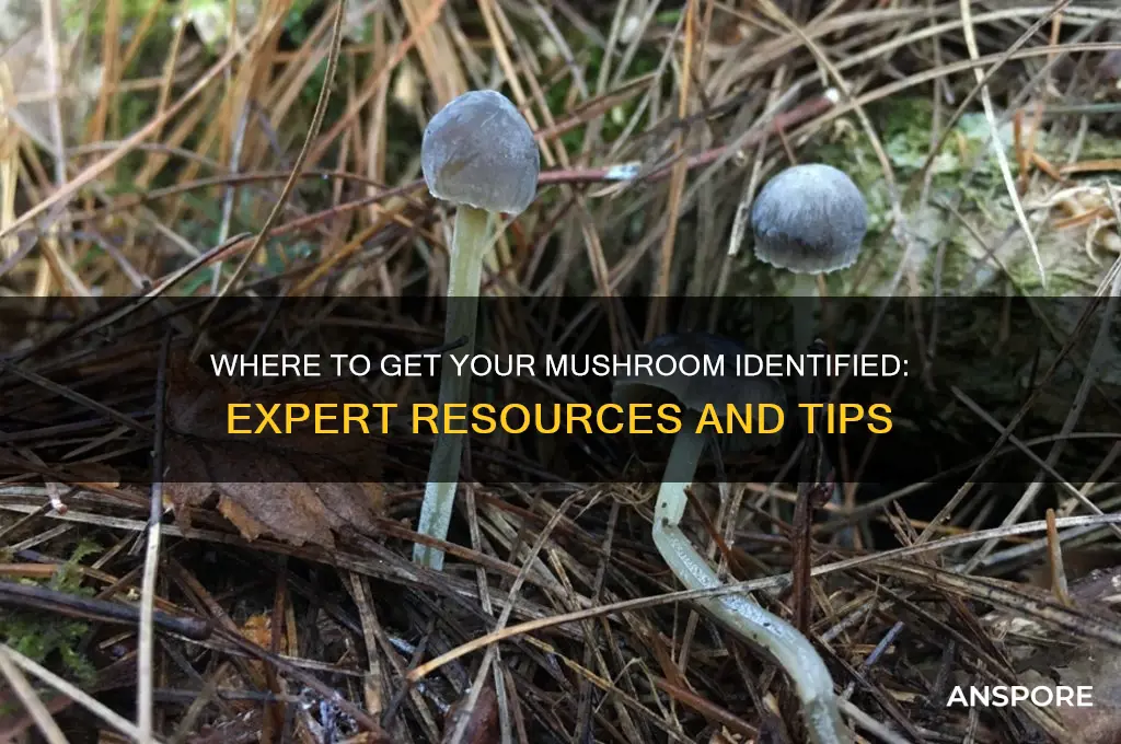 where can i get a mushroom identified