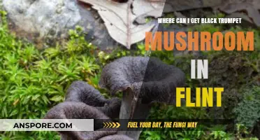 Finding Black Trumpet Mushrooms in Flint: Local Sources and Tips