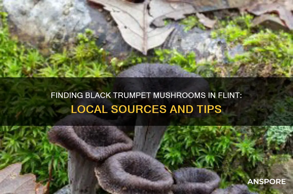 where can i get black trumpet mushroom in flint