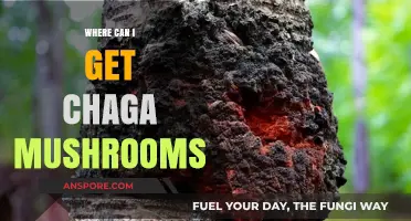Discover the Best Sources to Find Chaga Mushrooms Easily