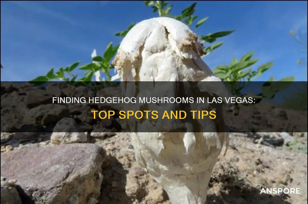 where can i get hedgehog mushroom in las vegas