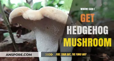 Discover the Best Sources to Find Hedgehog Mushrooms Easily
