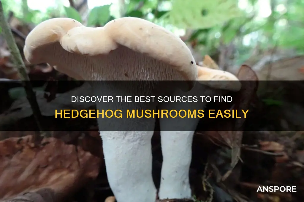 where can i get hedgehog mushroom