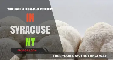 Discover Lion's Mane Mushroom Suppliers in Syracuse, NY: A Guide