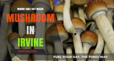 Finding Magic Mushrooms in Irvine: Legal, Safe, and Ethical Sources