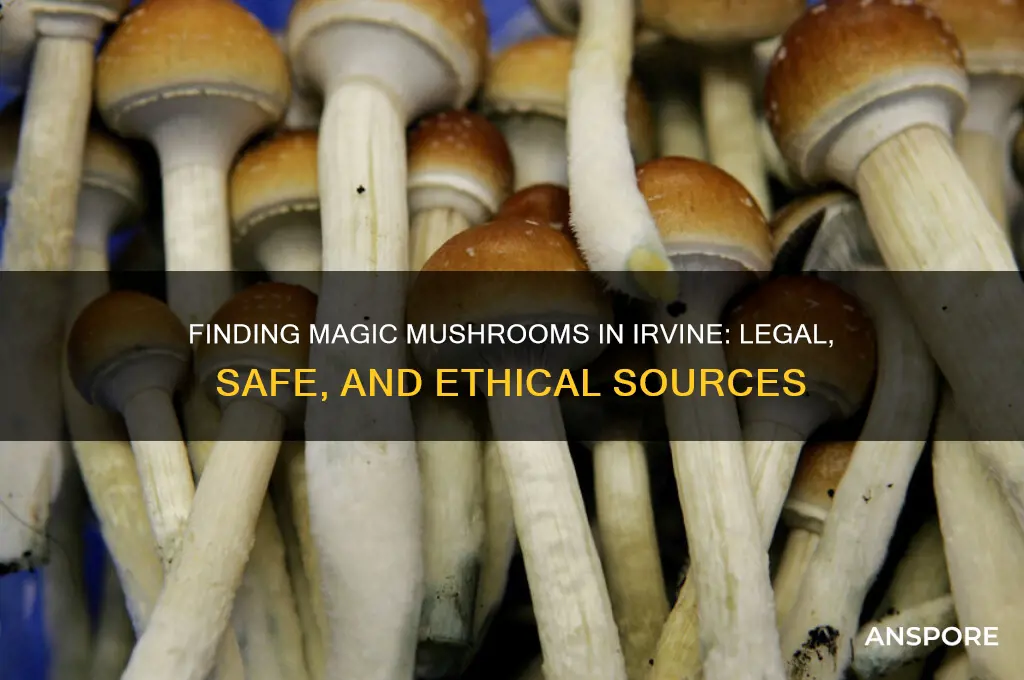 where can i get magic mushroom in irvine