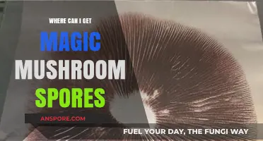Where to Legally Obtain Magic Mushroom Spores: A Comprehensive Guide