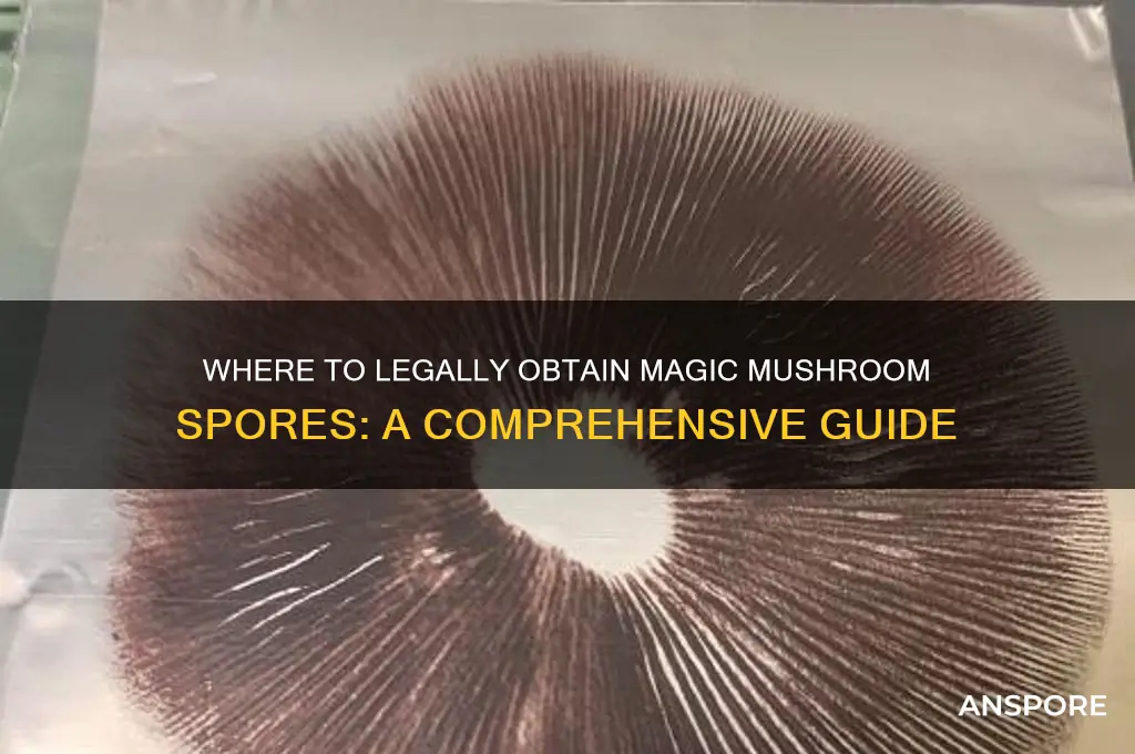 where can i get magic mushroom spores
