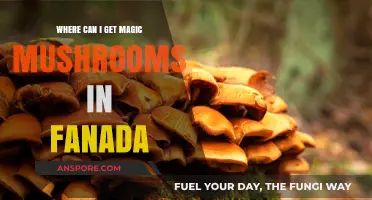 Finding Magic Mushrooms in Canada: Legal Sources and Safe Options