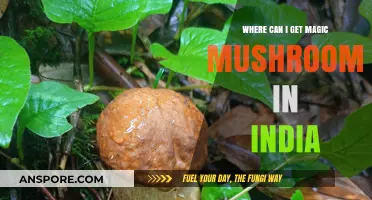 Exploring Legal and Safe Sources for Magic Mushrooms in India