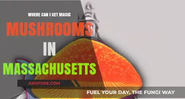Finding Magic Mushrooms in Massachusetts: Legal Sources and Safe Options