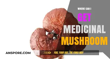 Discover Top Sources for Medicinal Mushrooms: Where to Buy Quality Options
