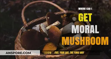 Ethical Foraging: Where to Find and Source Moral Mushrooms Sustainably