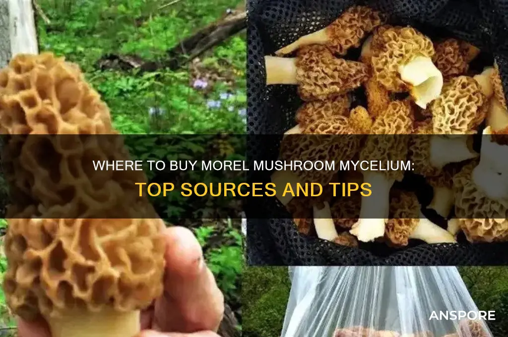 where can i get morel mushroom mycelium for sale