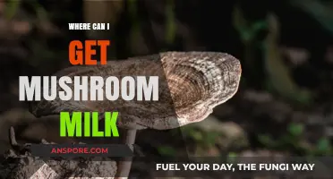 Discover Where to Find Mushroom Milk: Top Sources and Brands