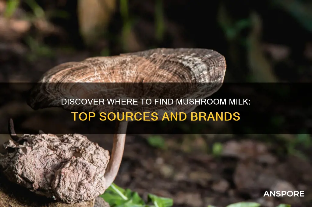 where can i get mushroom milk