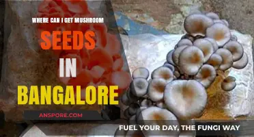 Where to Buy Mushroom Seeds in Bangalore: A Comprehensive Guide