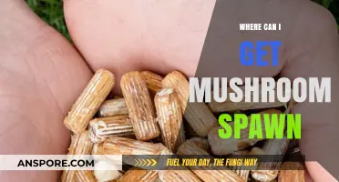 Discover Top Sources for Quality Mushroom Spawn: A Comprehensive Guide