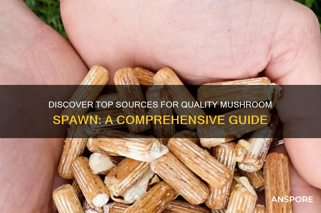 where can i get mushroom spawn