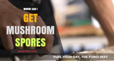 Discover Top Sources for Quality Mushroom Spores Online and Locally