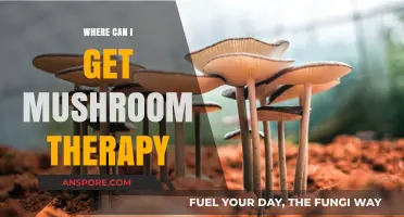 Discover Healing: Where to Find Mushroom Therapy Near You
