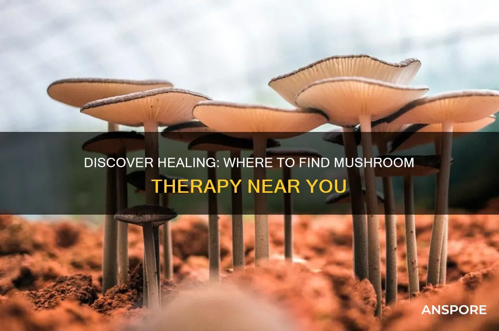 where can i get mushroom therapy