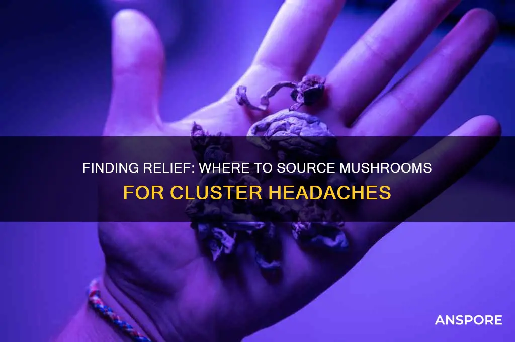 where can i get mushrooms for my cluster headaches