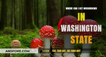 Best Spots to Find Wild Mushrooms in Washington State