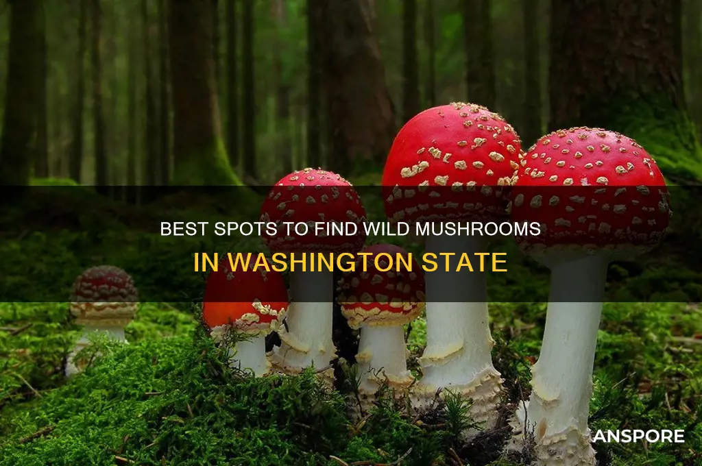 where can i get mushrooms in washington state
