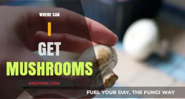 Discover the Best Places to Find Fresh Mushrooms Near You