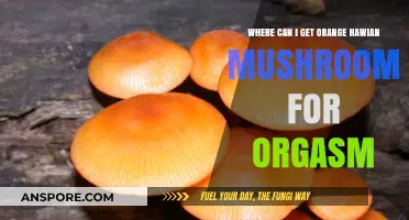 Exploring Orange Hawaiian Mushrooms: Sources for Enhanced Sensual Experiences