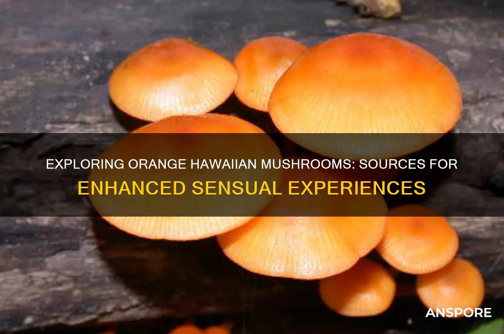 where can i get orange hawian mushrooms for orgasm
